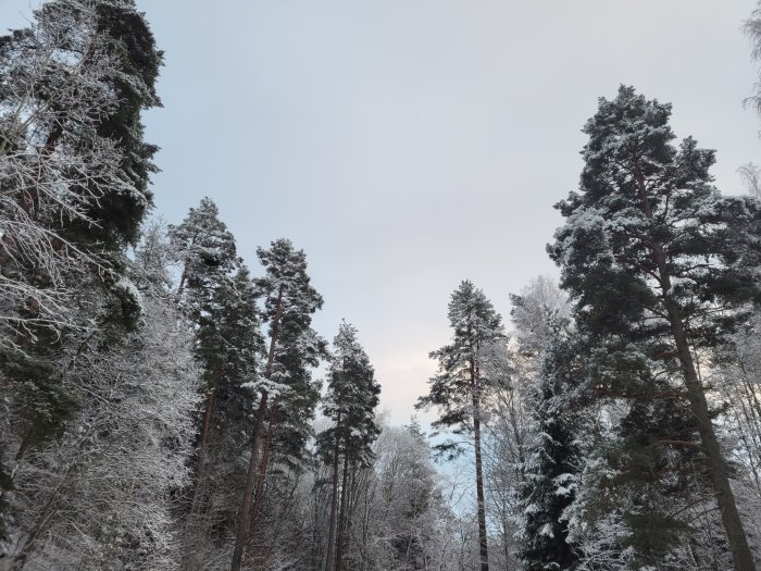 Vinterskog med snötäckta träd och frost under en disig himmel.