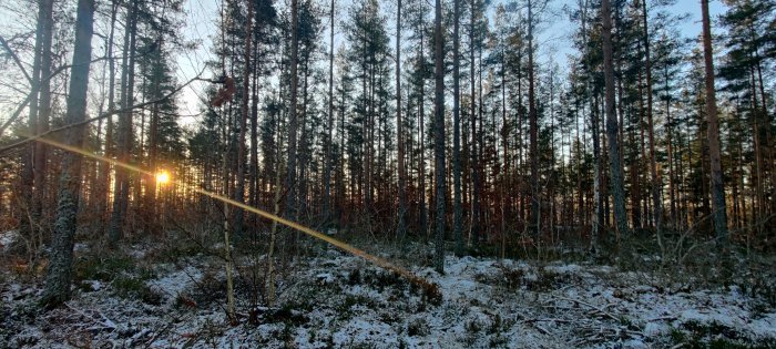 Solnedgång i en snöbelagd skog med låga solstrålar som lyser genom trädtopparna.