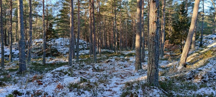 Skogsmark med tallträd och sporadisk snö i solljus.