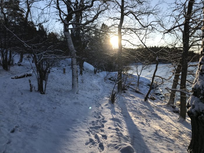 Vinterlandskap med snötäckta träd och fotspår, solnedgång vid en frusen sjö.
