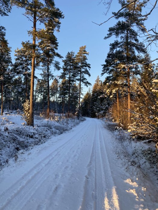 Snötäckt skogsväg omgiven av snöklädda träd i solsken.