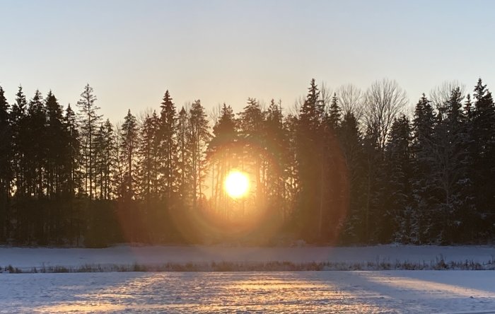 Solnedgång genom träd över ett snöbeklätt landskap.