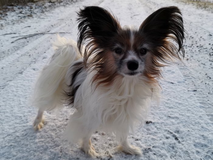 Liten hund med fluffig päls och stora öron står på en snötäckt väg.