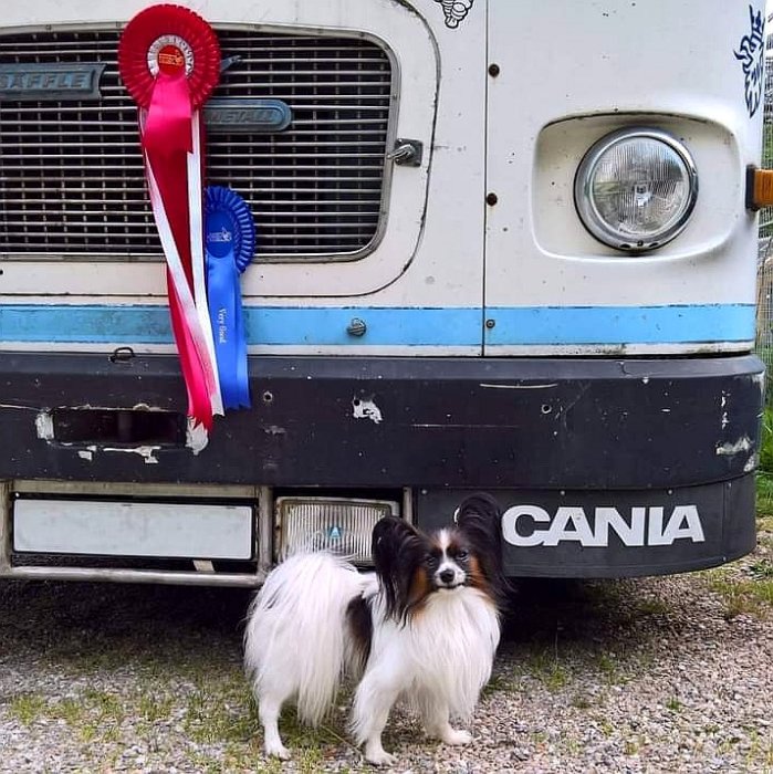 En papillonhund står framför en lastbil med en röd och blå rosett på lastbilens grill.