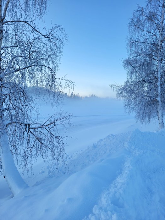 Vinterlandskap med snötäckta träd och mark, dimma i fjärran under en klarblå himmel.
