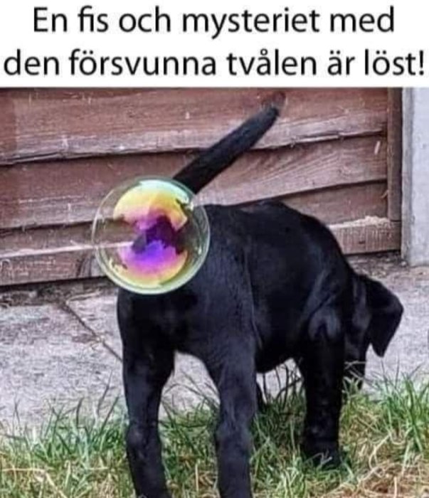 Svart hund med huvudet nere och en såpbubbla på svansen som reflekterar ljus.