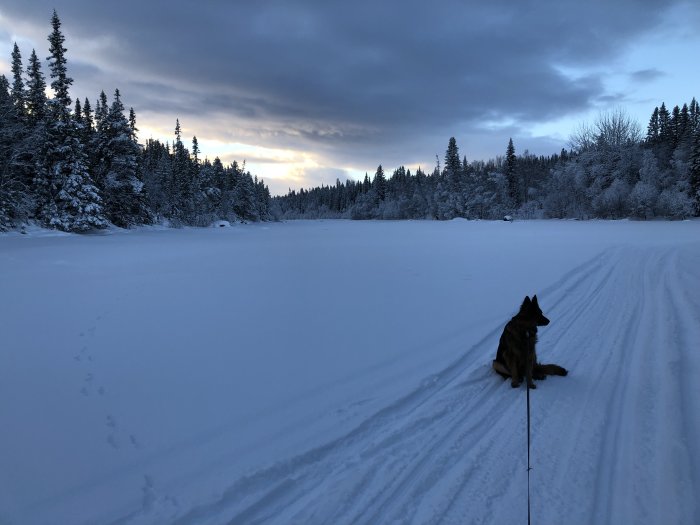 Hund på snötäckt mark med skog i bakgrunden under tidig kväll.