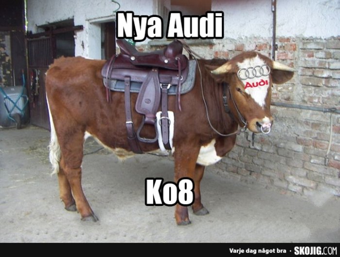 Ko med sadel och löjliga glasögon som liknar en billogotyp, humoristisk bild med text "Nya Audi K08".