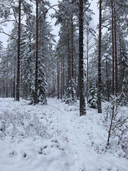 Täckt av snö skogsglänta med barrträd och snötyngda grenar, i ett vinterlandskap.