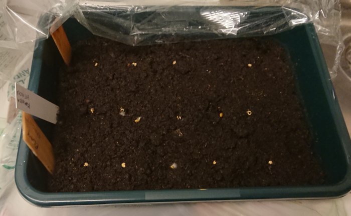 Sådd i en grönt kantad bricka med jord och spirende frön från sorterna Black Knight och Rwanda yellow.