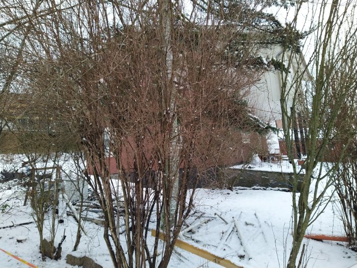 Sidovy av en trädgård under vintern med snötäckta buskar och ett hus i bakgrunden.