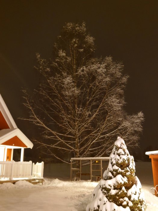 Snötäckt trädgård om natten med belyst granträd och snöig altan.