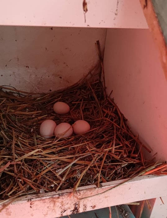 Fem vita hönsägg i ett bo av pinnar och halm inuti ett träskåp.
