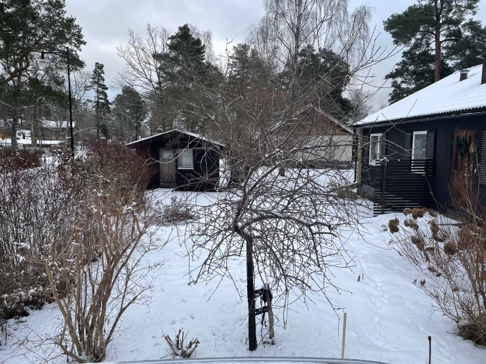 Vinterträdgård med snö, träpinnar som markerar framtida utbyggnad nära en väg dold av buskar.