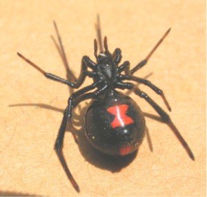 BlackWidowSpider.jpg