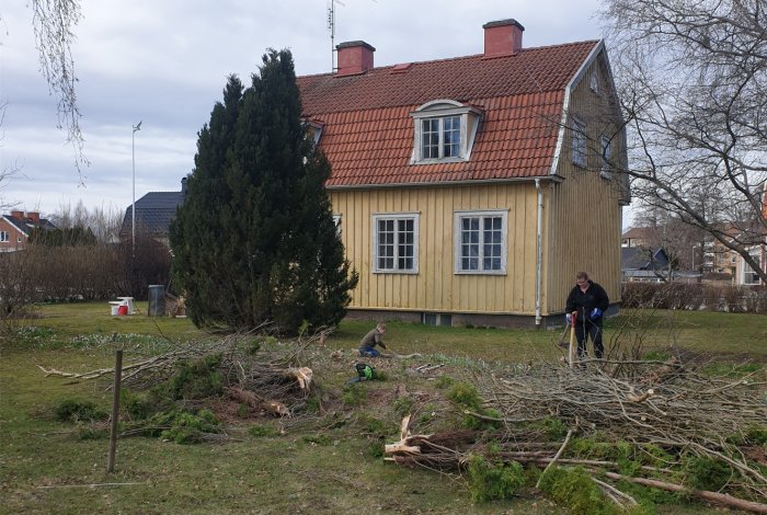 Personer röjer bort gammal häck i en trädgård framför ett traditionellt gult hus med röda takpannor.