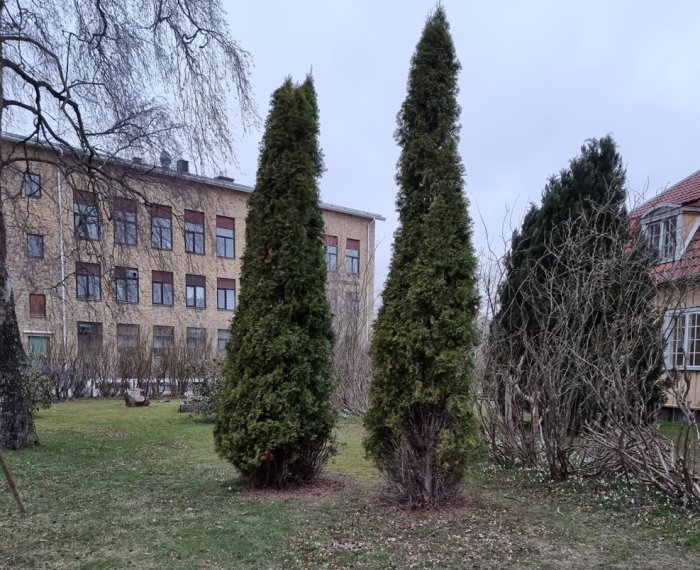 Trädgård med två höga cypressliknande träd och beskurna buskar framför en byggnad.