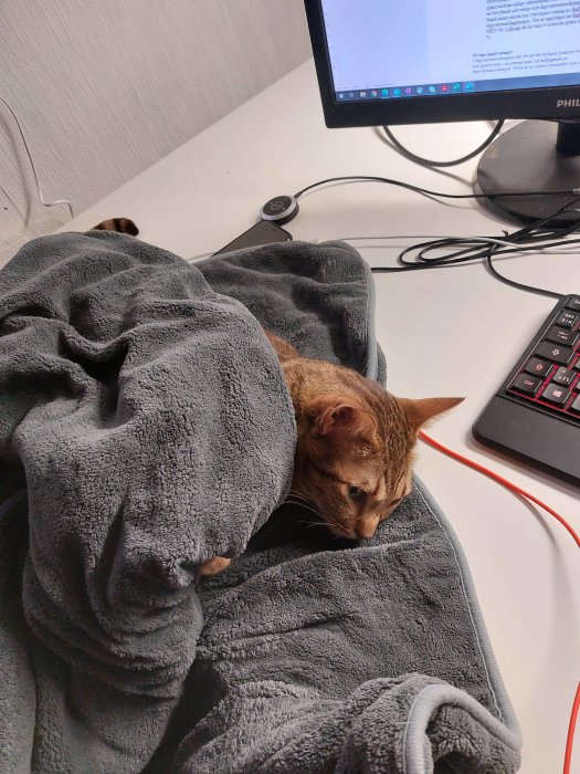 Katt som vilar på en grå värmefilt bredvid en datorskärm och tangentbord.