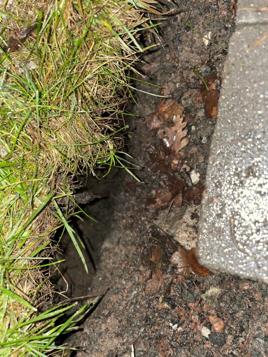 Hål under kantsten med gräs och löv, ägg synliga invid husgrund.