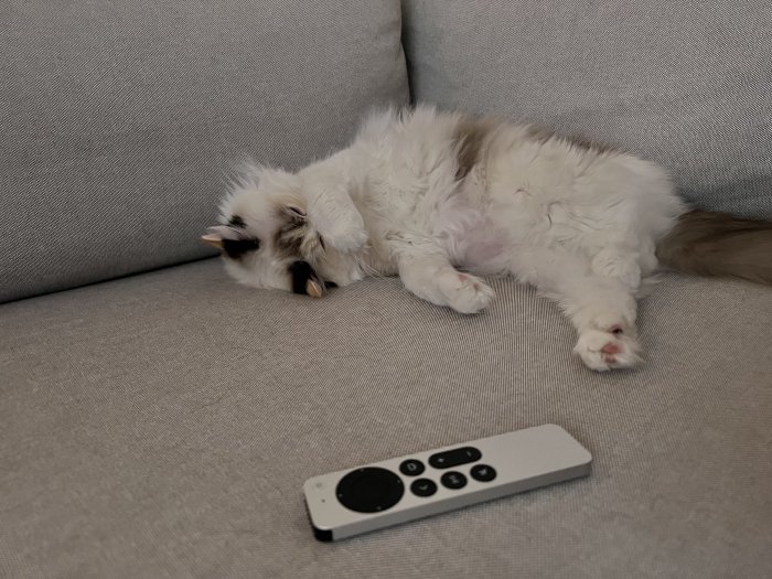 Fluffig vit katt som sover på rygg på en soffa, bredvid en fjärrkontroll.