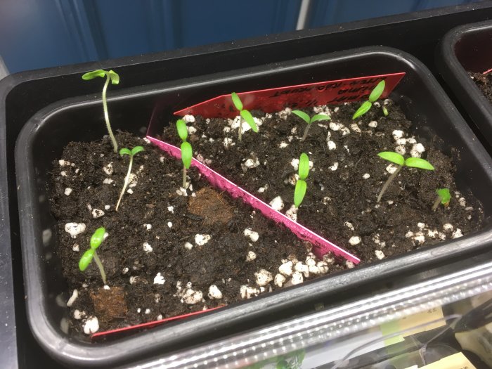 Förgrodda tomatplantor i jord med synliga vita perlitkulor och en röd identifieringsetikett.