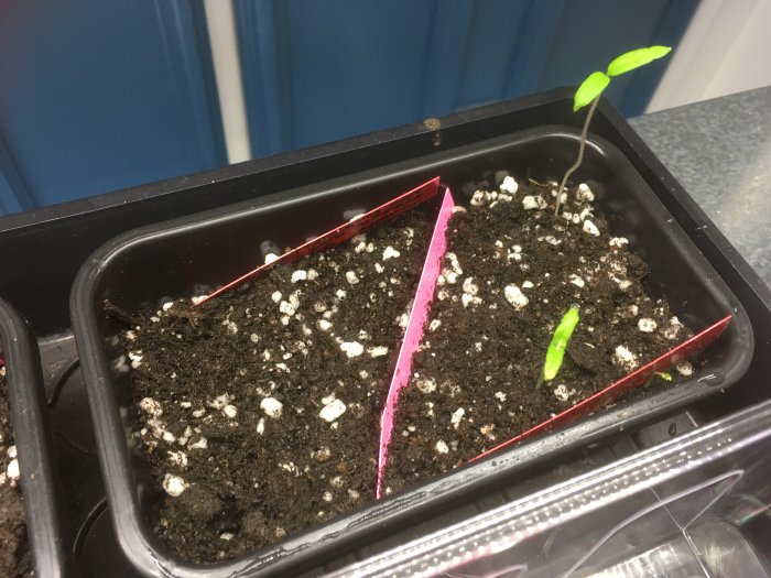 Tomatplantor som gror i jord i en svart kruka med indelare, en planta ser vissen ut.