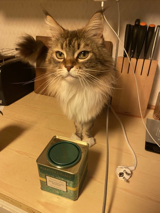 Långhårig katt står bredvid en stängd teburk på köksbänken med köksredskap i bakgrunden.