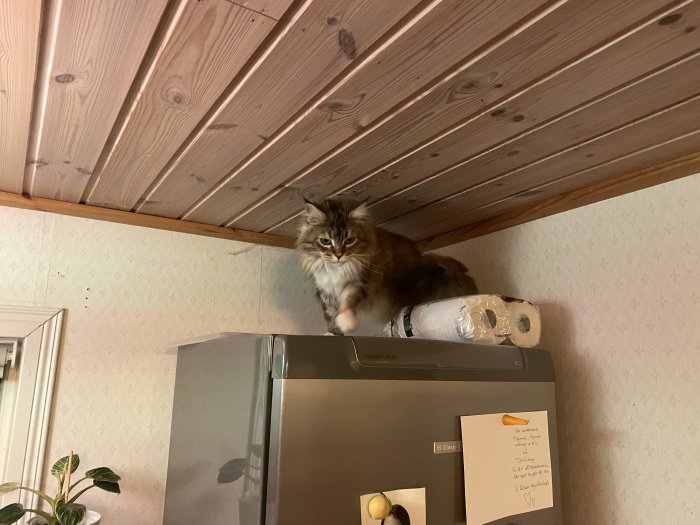 Katt som sitter på en frys och övervakar köket efter en lekfull hoppserie.