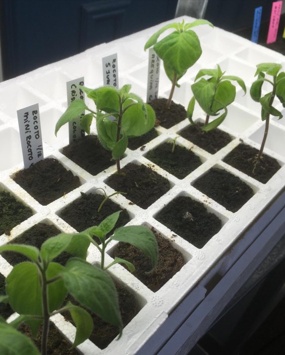 Unga rocotoplantor i vit odlingsbricka med jord och etiketter för sortnamn.