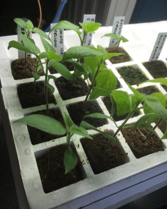 Unga rocotoplantor i jordkuber på en odlingsbricka, redo för näringstillförsel.
