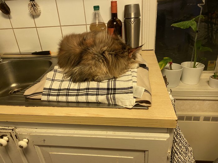 En lurvig katt ligger på en kökshandduk på en bänk vid diskho och fönster med växter.