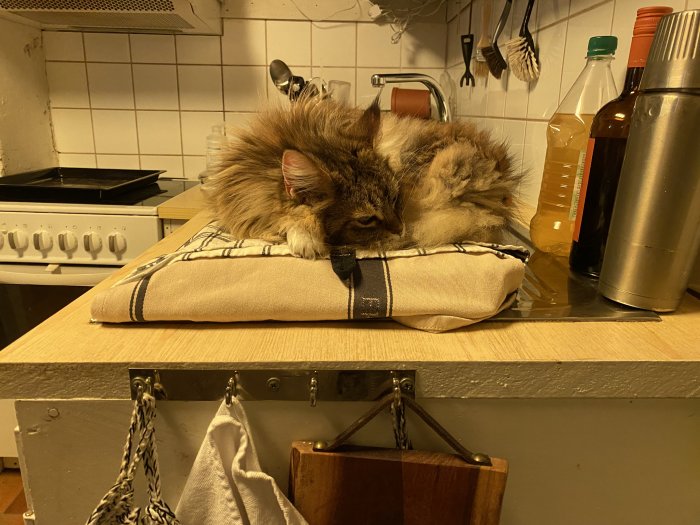 Fluffig katt sover på en vikt handduk på köksbänken bredvid köksredskap och flaskor.