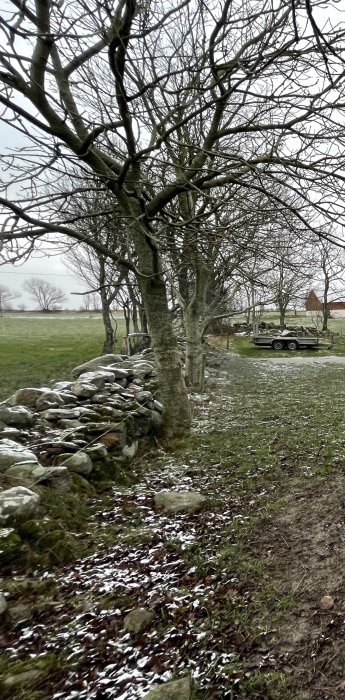 Gammal gärdsgård av sten som går längs med ett träd och snöfläckig mark, med en släpvagn i bakgrunden.