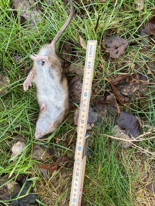 En död råtta ligger på gräset bredvid en måttstock som visar dess längd.