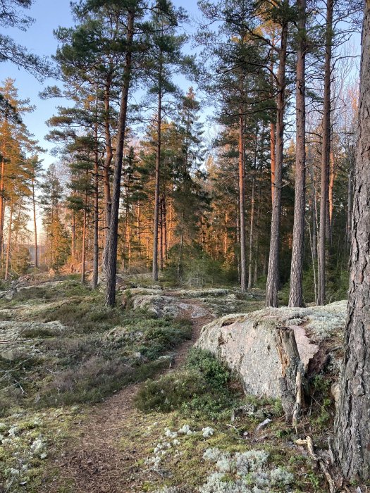 Skogstig genom tallskog med mjukt ljus, stenblock och mossa i förgrunden.