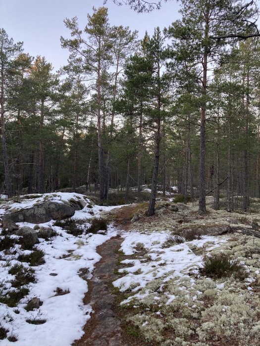 Stig genom skog med smältande snö och barrträd.