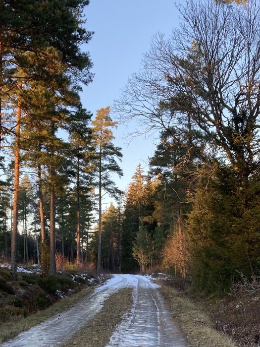 Skogsväg med snörester omgiven av barr- och lövträd i solljus.