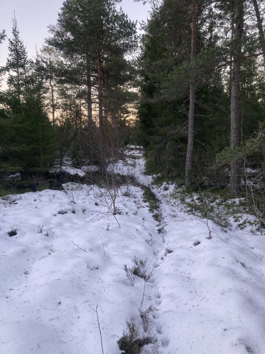 Snötäckt skogsstig bland barrträd vid skymningen.