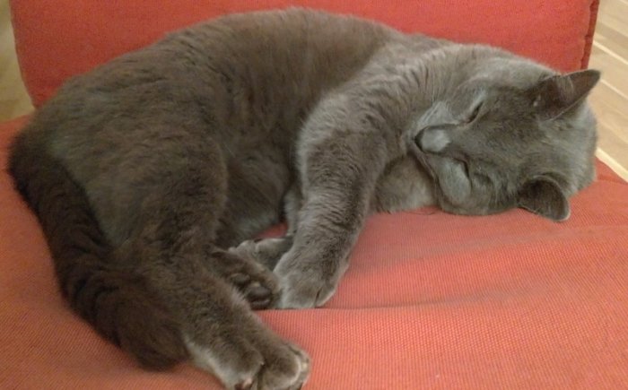 Grå katt som sover hopkurad på en orange stol.