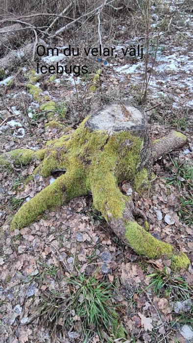 Trädstubbe täckt med mossa omgiven av löv och snöfläckar på skogsmark.