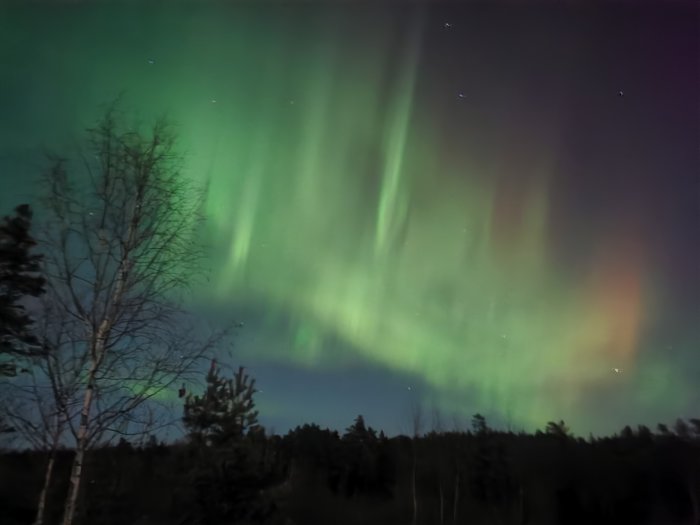 Norrsken i nattskog med stjärnor i bakgrunden.