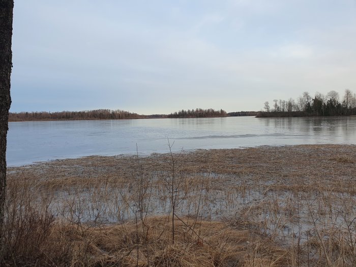 Utsikt över en frusen sjö med nakna träd i horisonten under en grå himmel, sett från en vassbevuxen strand.
