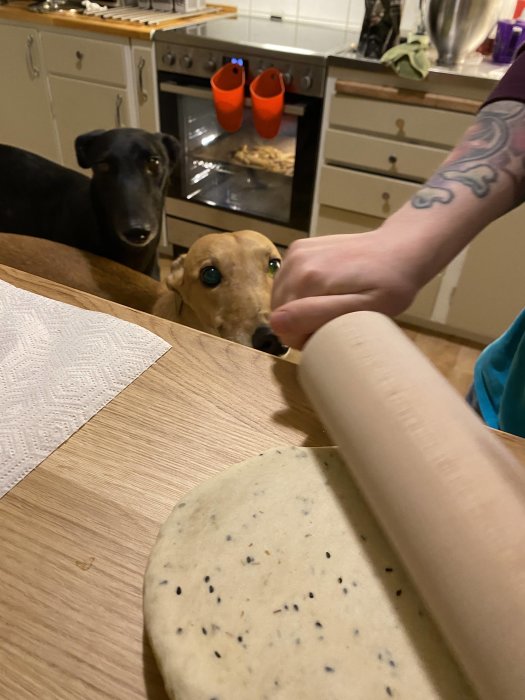 Två hundar tittar förväntansfullt när en person kavlar bröddeg i köket.