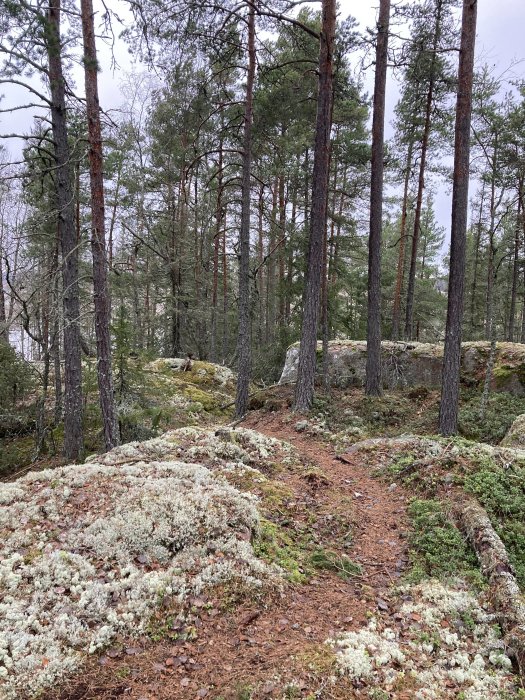 Stig genom skog med tallar och mark täckt av vitmossa.