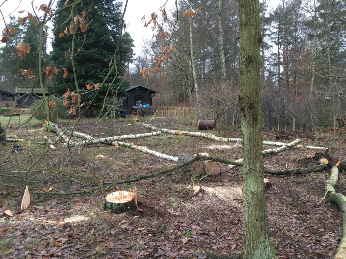 Nedfallna träd och stubbar på en sandig tomt med omgivande grönska.