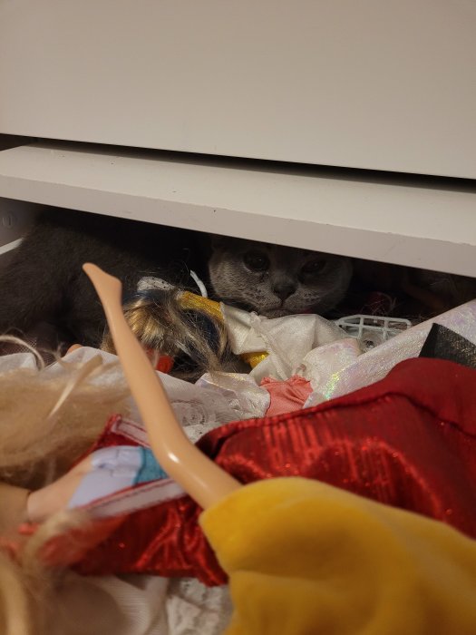 Katt gömmer sig i låda fylld med Barbie-dockor och leksaker.