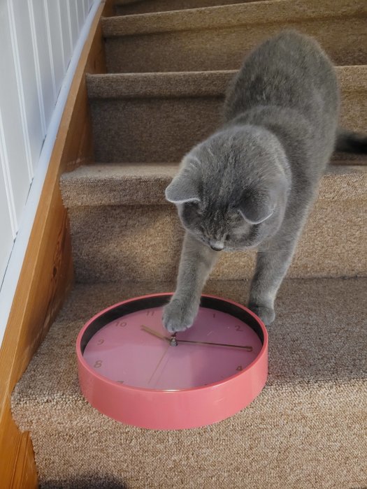 Grå katt undersöker en rosa väggklocka på trappsteg.