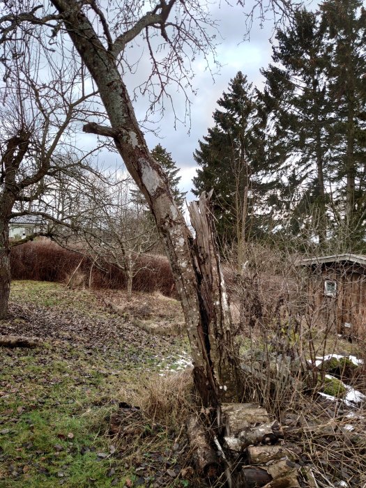 Sprucket rönnträd som lutar och vilar mot annat träd, med risk för fall vid fällning.