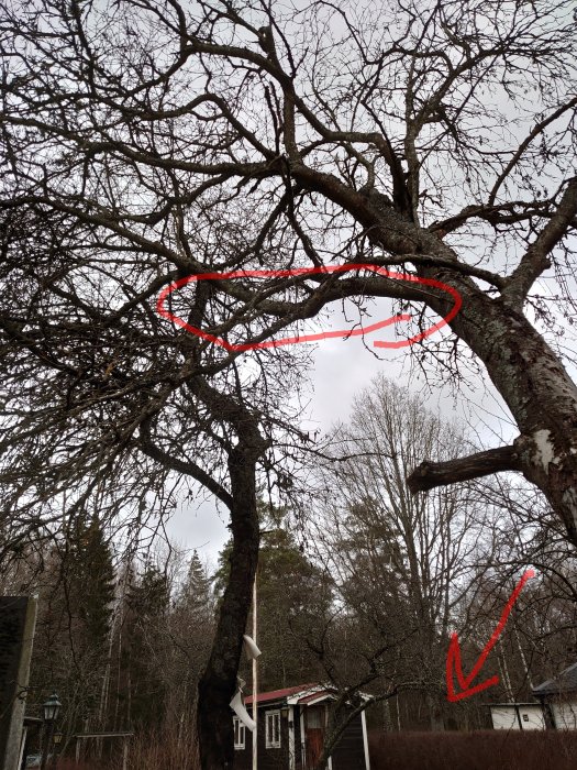 Sprucket rönnträd med stor gren vilar mot annat träd, röda markeringar visar fallriktning.