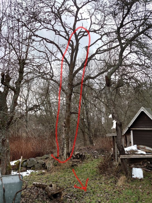 Sprucket rönnträd med markerad gren och fallriktning ute på en sommarstuga.